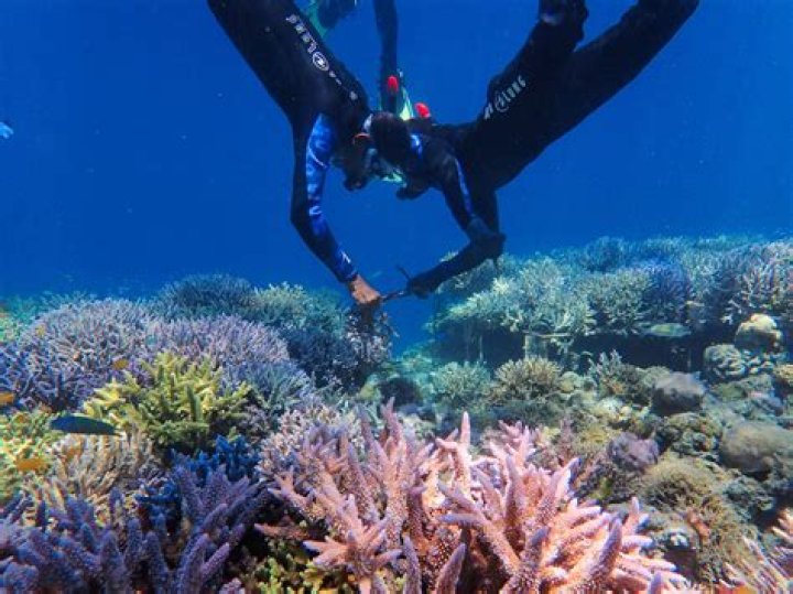 Unlock The Secrets Of Coral Reefs With Gabriella Salick, Marine Conservation Pioneer