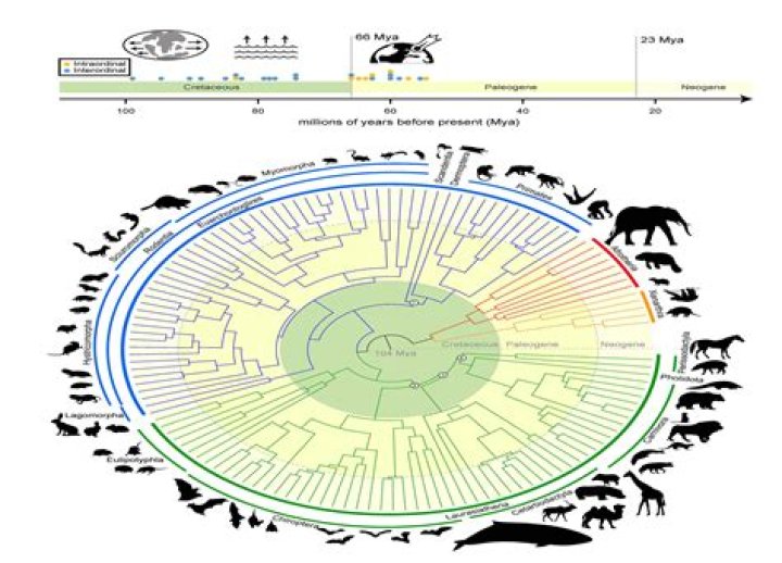 Unveiling The Secrets Of Mammalian Evolution With Nadene R. Teaford
